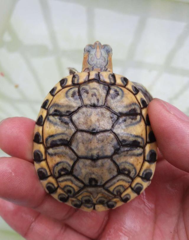 小巴西龟眼睛睁不开的原因及解决方法 - 详细解析