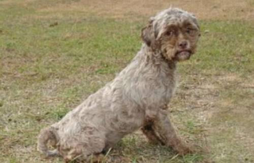 西施犬到底多少钱一只？