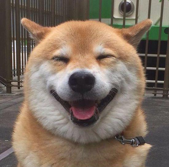 养巴吉度真的像养沙皮狗一样简单吗？