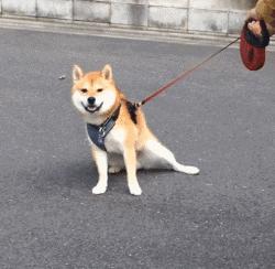 在家养蜥蜴真的比养猫狗容易吗？