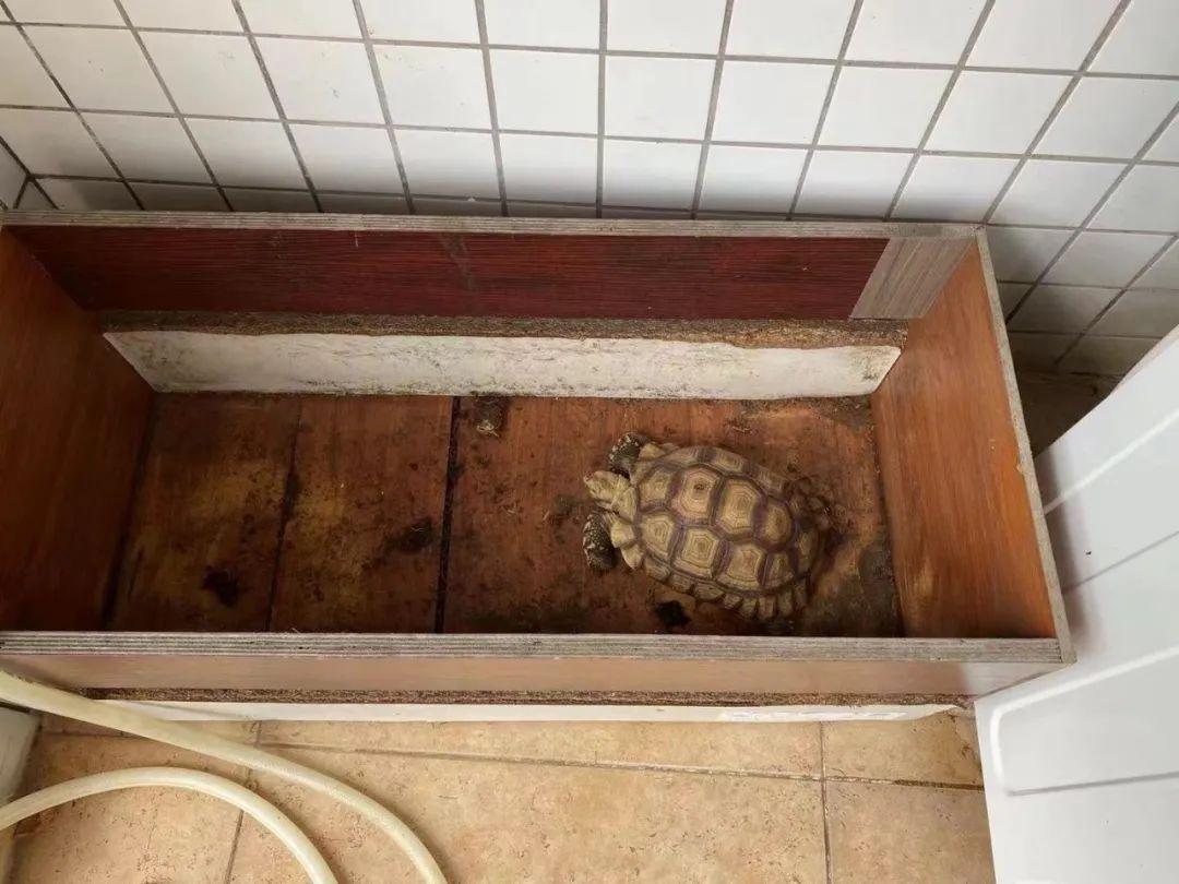 网购乌龟真的靠谱吗？