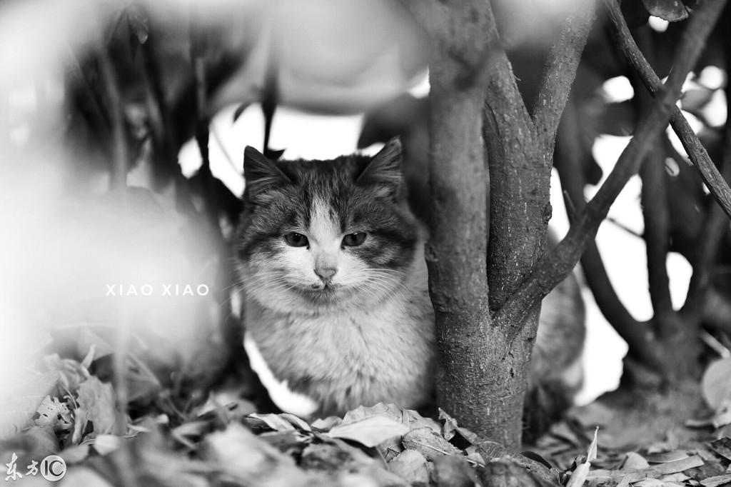 淘宝卖家信誉提升秘籍：如何快速提高？