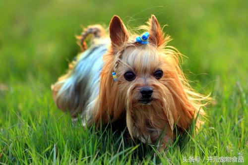 第一次养雪纳瑞该不该加入俱乐部？