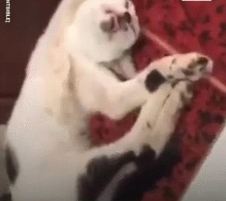 新手养种鸽真的能月入过万吗? 新手养种鸽真的能月入过万吗?