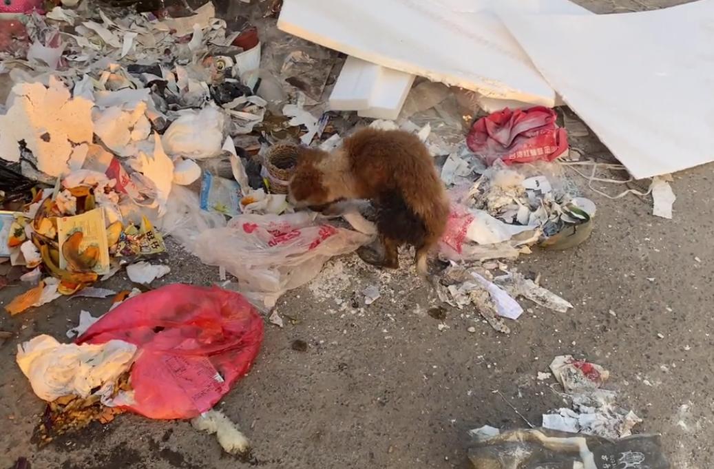 狗狗突然抽搐呕吐？可能是犬瘟热在作祟！