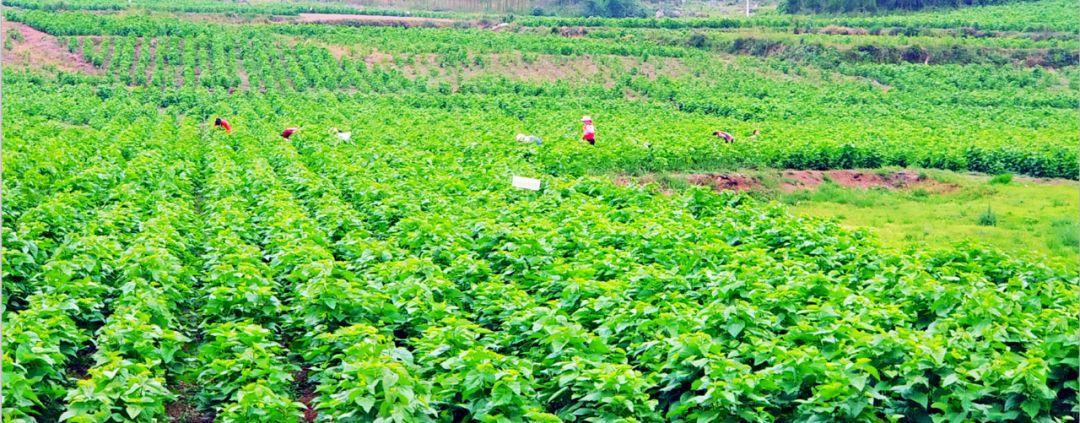 在家养蚕宝宝需要准备什么？