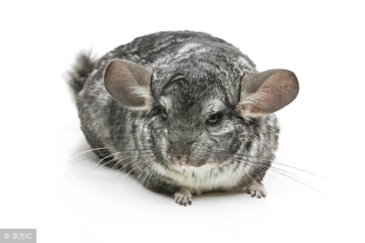 到底哪个生肖最招人嫌? 到底哪个生肖最招人嫌?