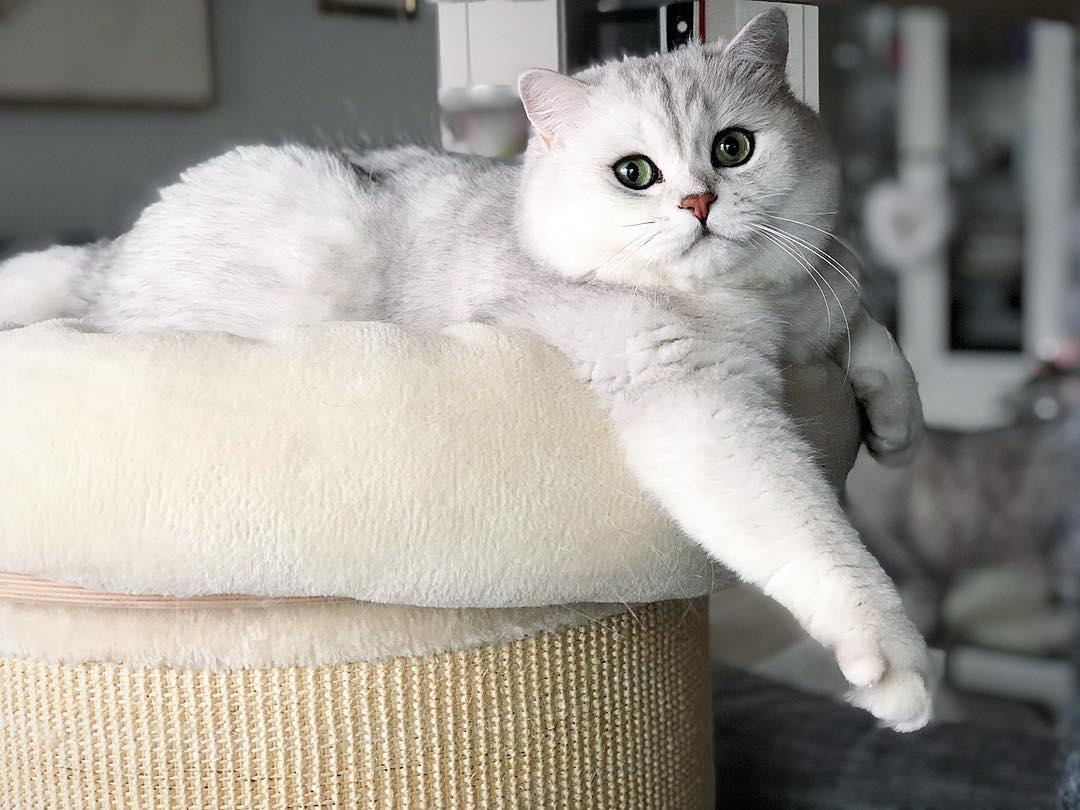 猫咪得了白血病就活不成了吗？