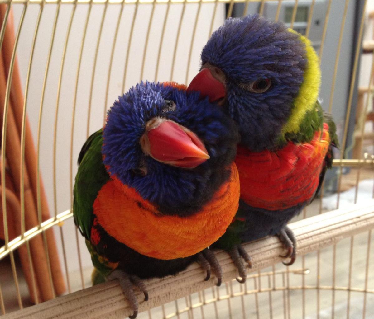红色吸蜜鹦鹉饲养指南：夏季通风冬季保暖