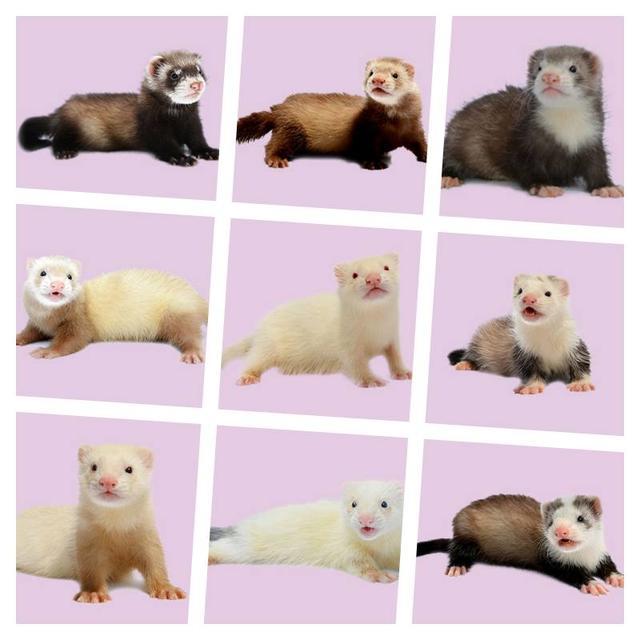 熊猫玛雪儿貂品种介绍——乐乐宠物百科大全