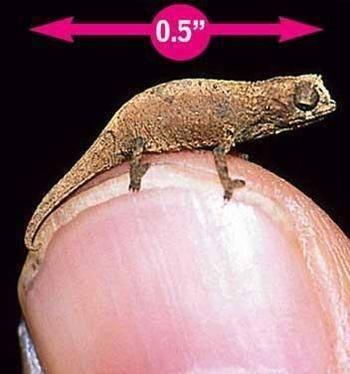 枯叶龟真的能在水里隐身吗？