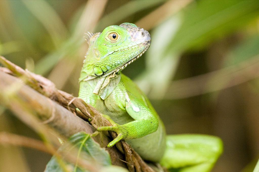 1978年属什么生肖？详细解析1978年出生者的生肖属性