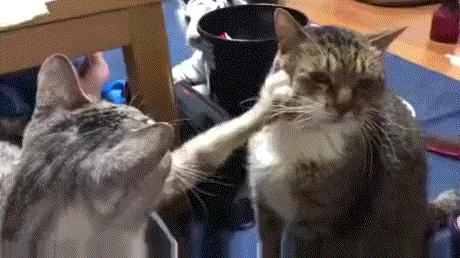 在洛阳买二手车到底要注意哪些坑? 在洛阳买二手车到底要注意哪些坑?