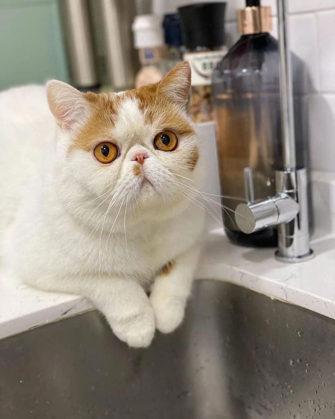 野马GT：美式肌肉车的巅峰之作，为何成为经典？，从V8引擎到智能驾驶，全面解析野马GT的进化之路，适合谁入手？