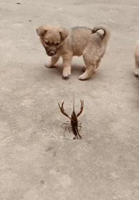 为什么我家猫咪从来不叫？