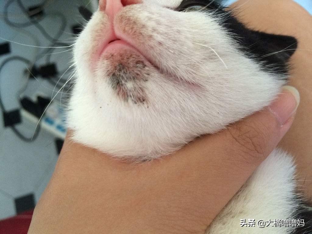 猫咪身上突然冒小黑点会传染给人吗？