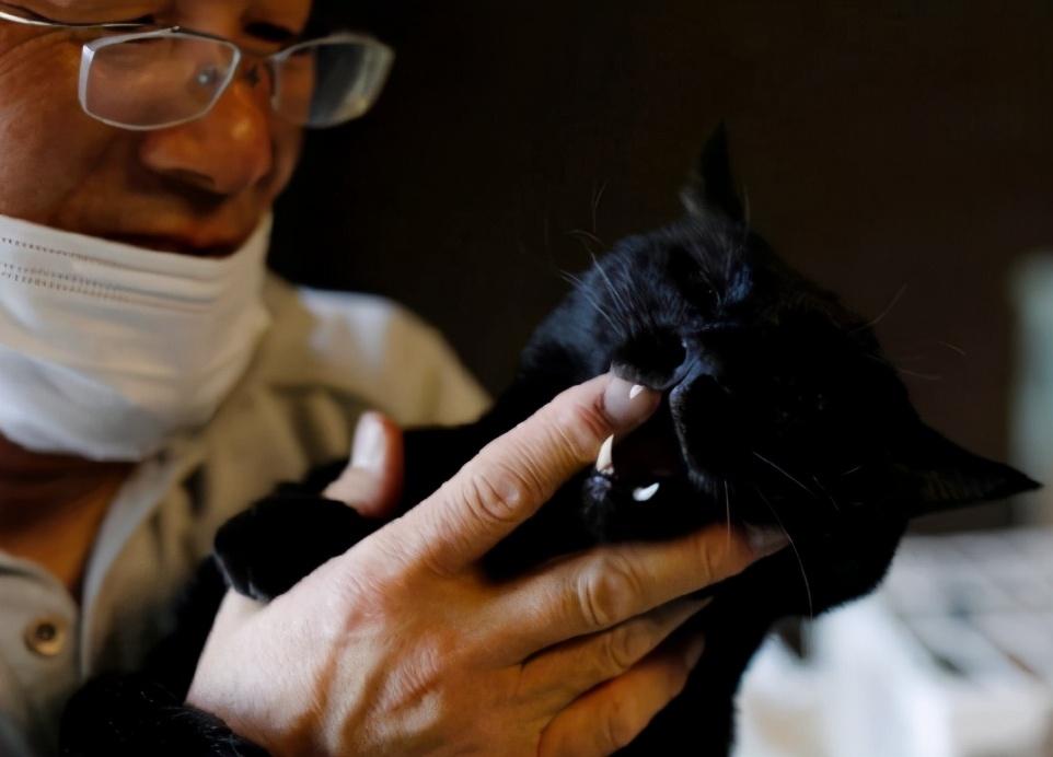 给猫喝自来水真的会害死它吗？