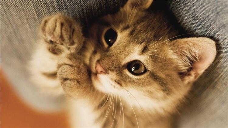 猫咪戴个圈就能灭跳蚤？新手千万别被忽悠！