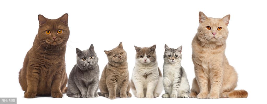 你家主子到底是哪个品种的猫？