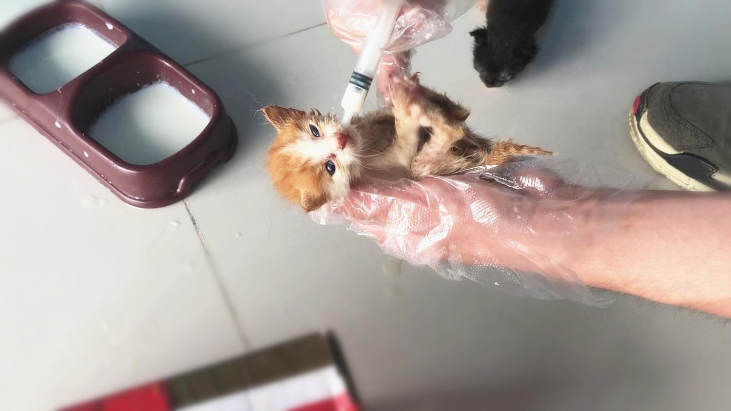 猫咪喝羊奶粉真的不会拉肚子吗？