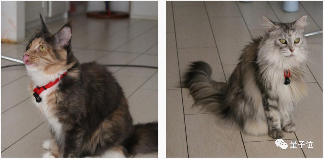 为什么你的手机里必须存着小猫咪的叫声录音？