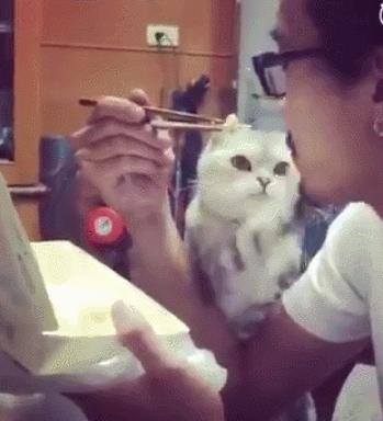 猫咪三天不吃饭会死吗? 猫咪三天不吃饭会死吗?