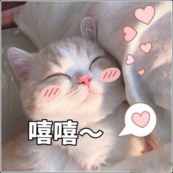 为什么人人都爱用猫咪表情包？