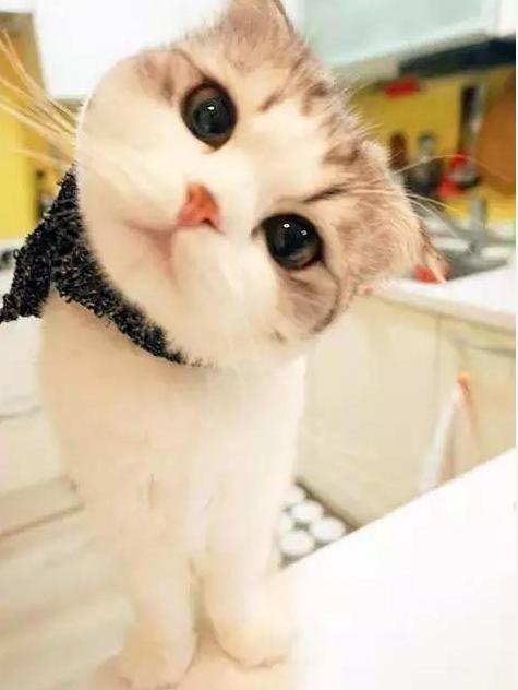猫咪歪头真的只是卖萌吗？