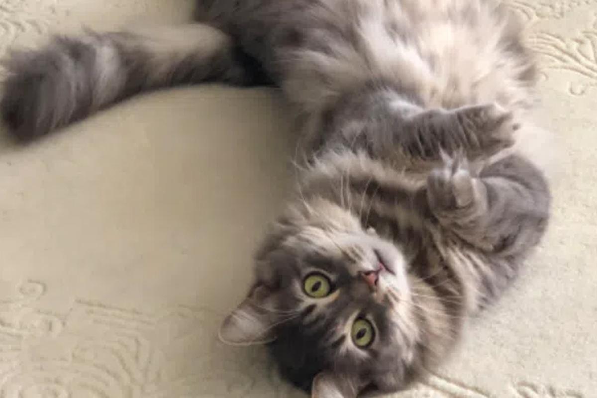 猫咪翻肚皮真的是想让你摸吗？