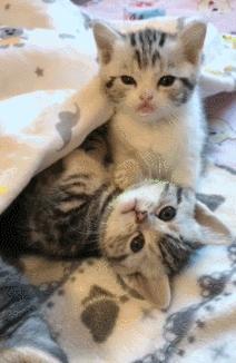 两个月大的小奶猫到底能不能吃成年猫粮？