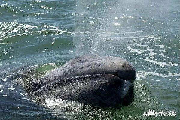 梦见脖子长疙瘩？2025年天蝎座健康危机破解全解