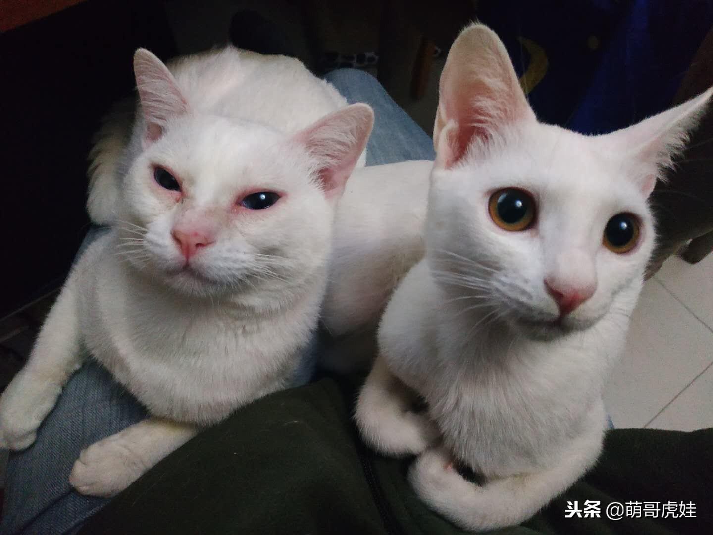 猫咪偷吃葡萄真的会中毒吗? 猫咪偷吃葡萄真的会中毒吗?