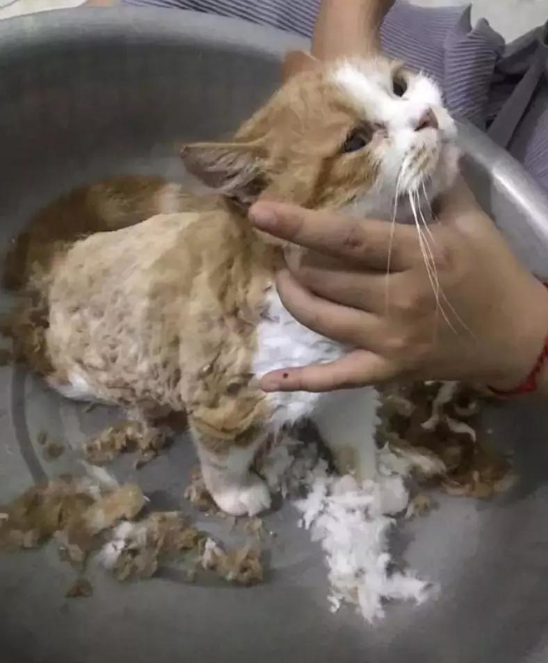 你家猫咪总对昂贵玩具爱搭不理? 你家猫咪总对昂贵玩具爱搭不理?