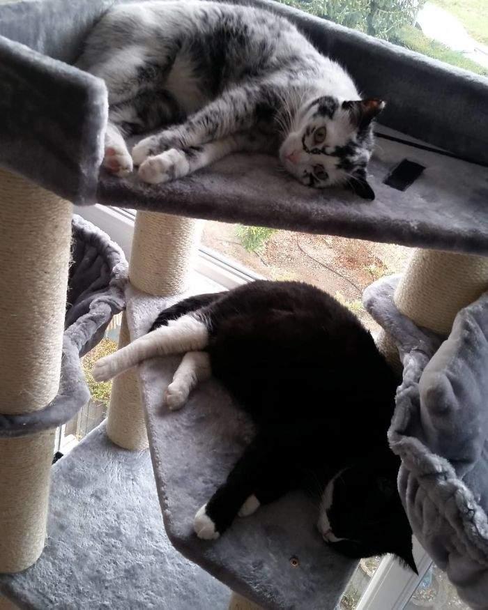 你家猫耳朵突然掉 雪花 ？新手必看处理指南