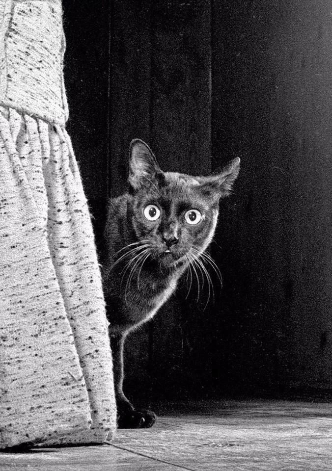 新手怎么快速找到猫咪社区app官网？在线撸猫会不会被骗？