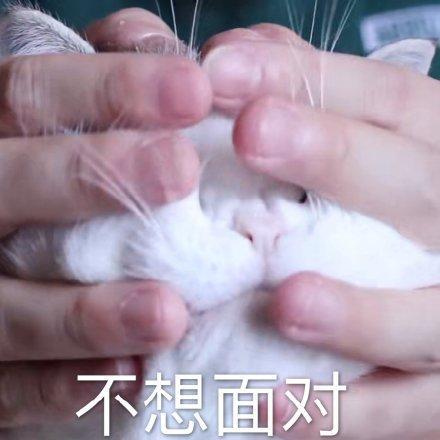新手养猫最容易忽略的五个坑是什么？