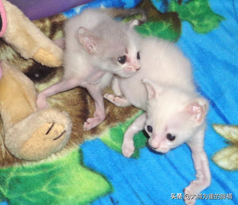 猫咪羊水颜色变绿了还能活吗? 猫咪羊水颜色变绿了还能活吗?