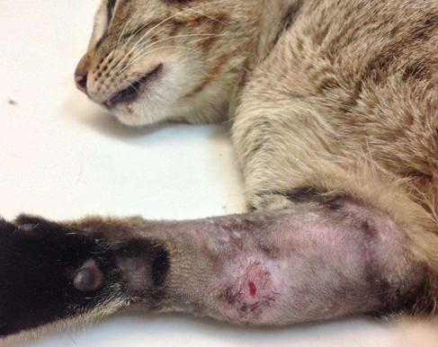 猫咪受伤了铲屎官该不该慌？