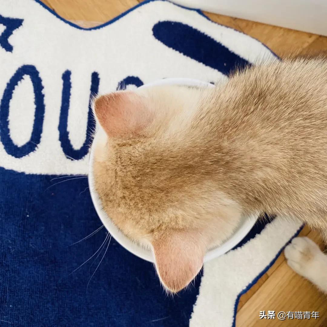 德国等禁止公立大学法学教授兼职律师，美国、韩国等则允许法学教授兼职律师，但后者私立大学是大学构成主体