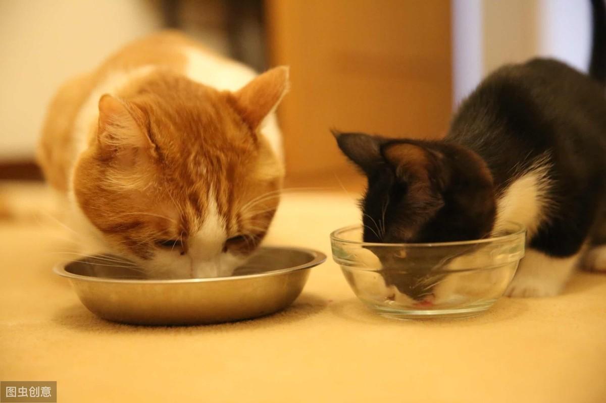 猫咪软便拉稀该不该喂益生菌? 猫咪软便拉稀该不该喂益生菌?