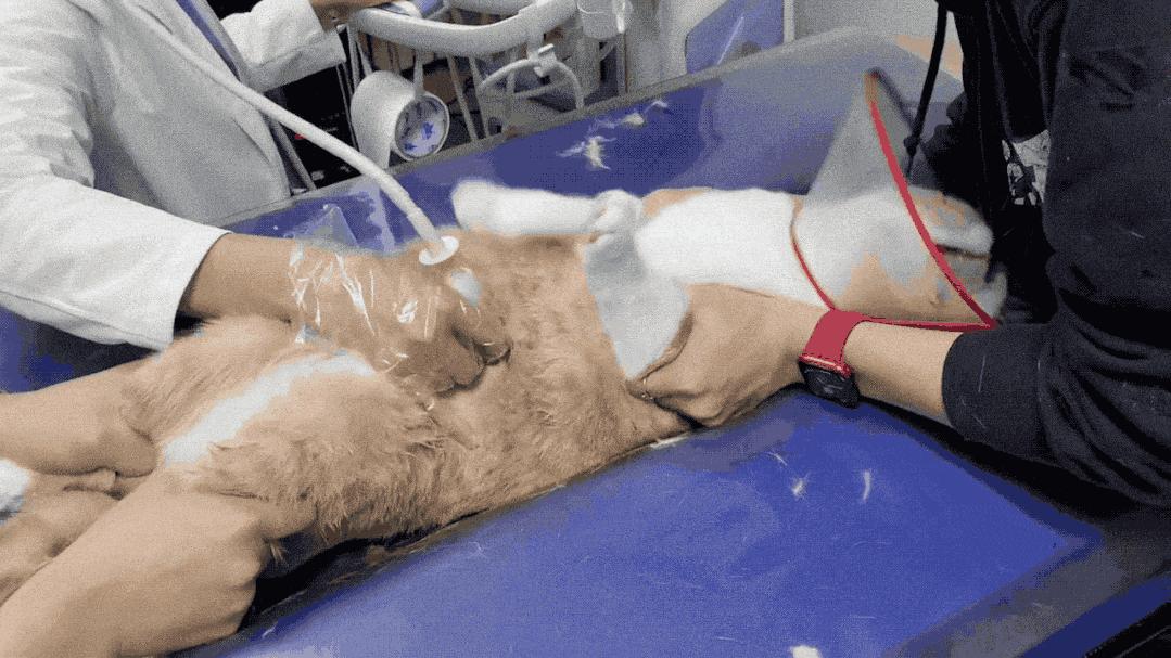 给猫做手术到底要花多少钱？