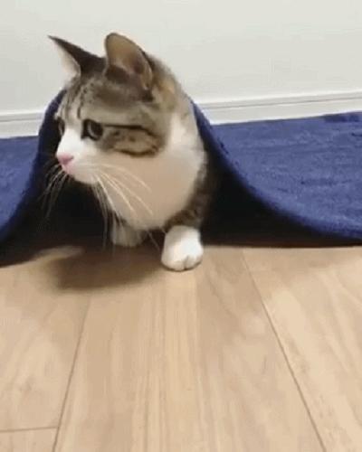 猫咪突然大喘气是得了心脏病吗? 猫咪突然大喘气是得了心脏病吗?