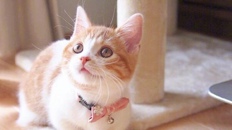 梦见牧羊群预示什么？2025年解梦全维度解析