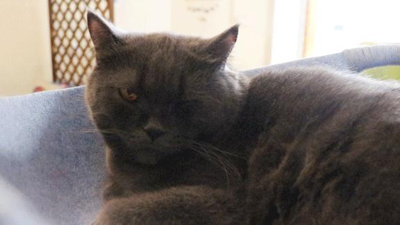 lp610车牌办理费用高流程复杂?LP610线上办理全解析 省300元 提速5天 lp610车牌办理费用高流程复杂?LP610线上办理全解析 省300元 提速5天