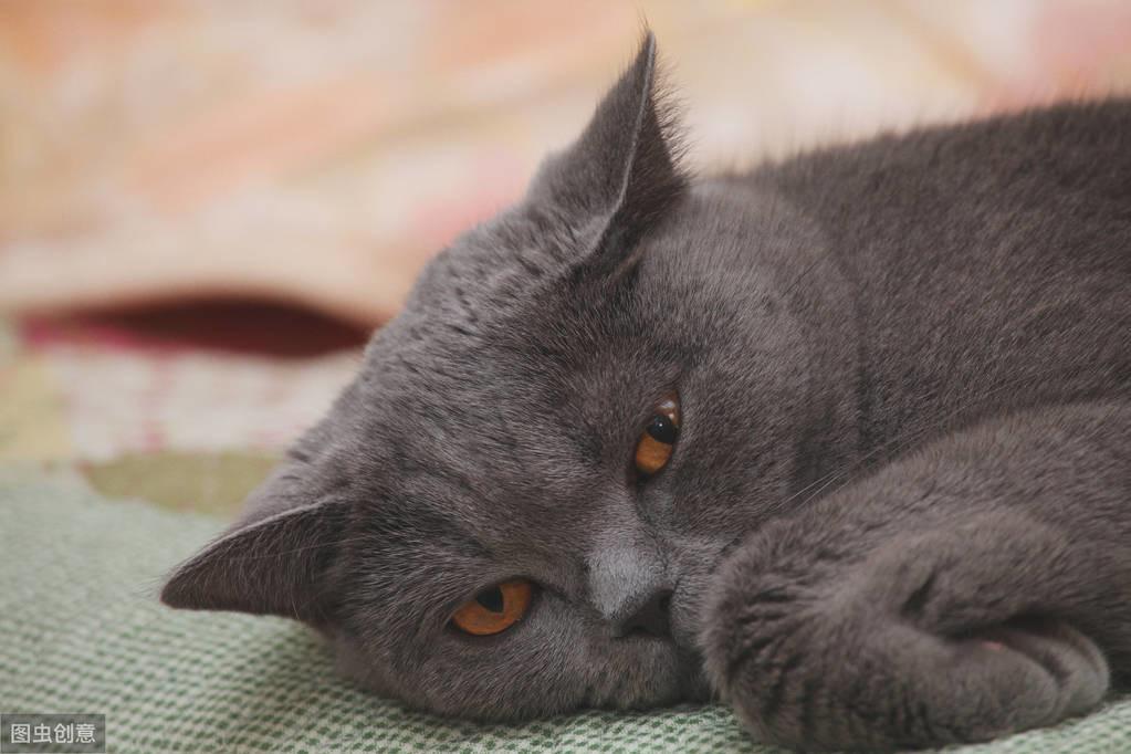 猫咪突然弓背炸毛,是要攻击还是害怕? 猫咪突然弓背炸毛,是要攻击还是害怕?