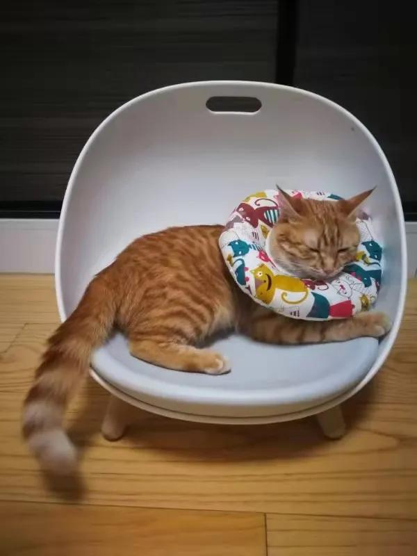 猫咪偷吃花生米会中毒吗？