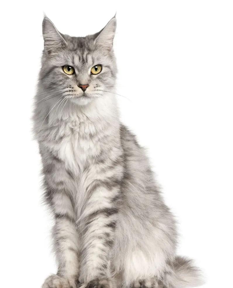 王楚这个角色到底该怎么玩？手残党也能秀翻全场吗？