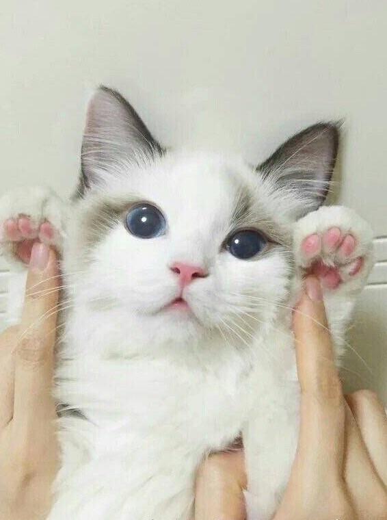 为什么你的猫咪卡通总像「买家秀」? 为什么你的猫咪卡通总像「买家秀」?