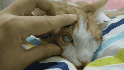 你家猫主子为啥总对你翻白眼？