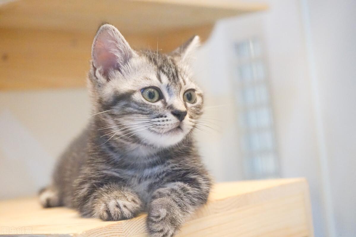 为什么你家猫咪突然半夜嚎叫？